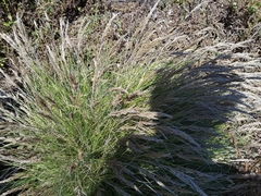 Festuca petraea
