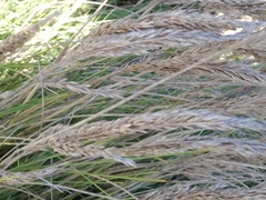 Festuca petraea
