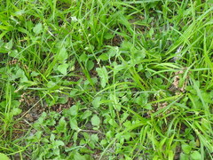 Myosotis macrosperma