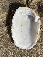 Periploma planiusculum