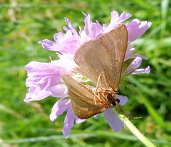 Scotopteryx