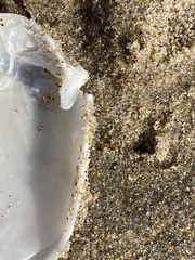 Periploma planiusculum