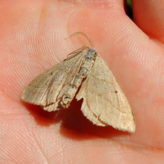 Scotopteryx