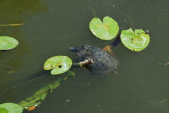 Trachemys scripta