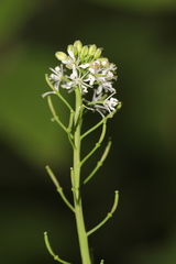 Romanschulzia arabiformis