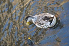 Anas platyrhynchos domesticus