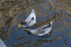Anas platyrhynchos domesticus