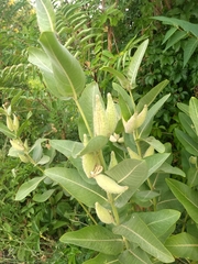 Asclepias speciosa