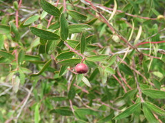 Vaccinium stenophyllum