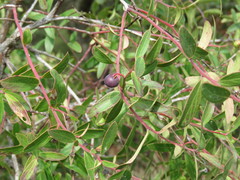 Vaccinium stenophyllum