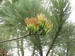 Agave guadalajarana
