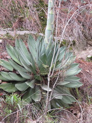 Agave guadalajarana