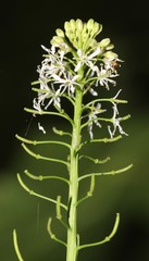 Romanschulzia arabiformis