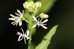 Romanschulzia arabiformis