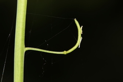 Romanschulzia arabiformis