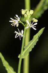 Romanschulzia arabiformis