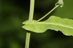 Romanschulzia arabiformis