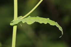 Romanschulzia arabiformis