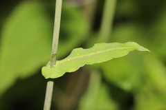 Romanschulzia arabiformis