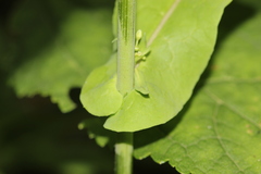 Romanschulzia arabiformis