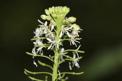 Romanschulzia arabiformis