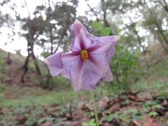 Lycianthes moziniana