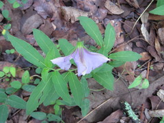 Lycianthes moziniana