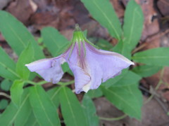 Lycianthes moziniana