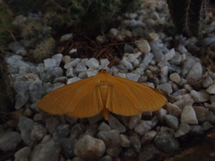 Phostria citrinalis