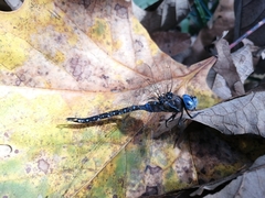Rhionaeschna jalapensis