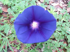 Ipomoea laeta