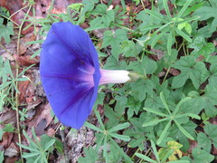 Ipomoea laeta