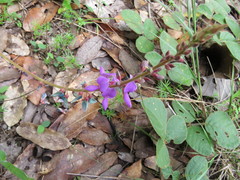 Desmodium sericophyllum