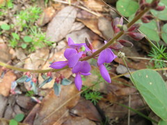 Desmodium sericophyllum