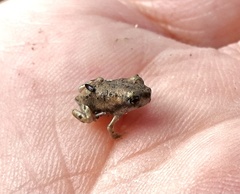 Scaphiopodidae