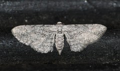 Iridopsis obliquaria