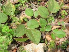 Desmodium sericophyllum