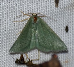 Xerochlora mesotheides