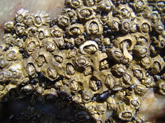 Chthamalus stellatus bisinuatus