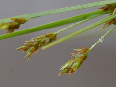 Cyperus schweinitzii