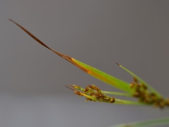 Cyperus schweinitzii