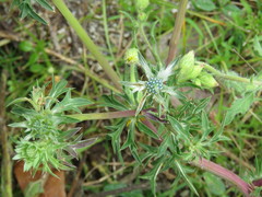 Eryngium carlinae