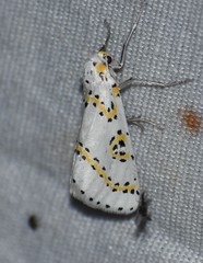 Philtraea paucimacula