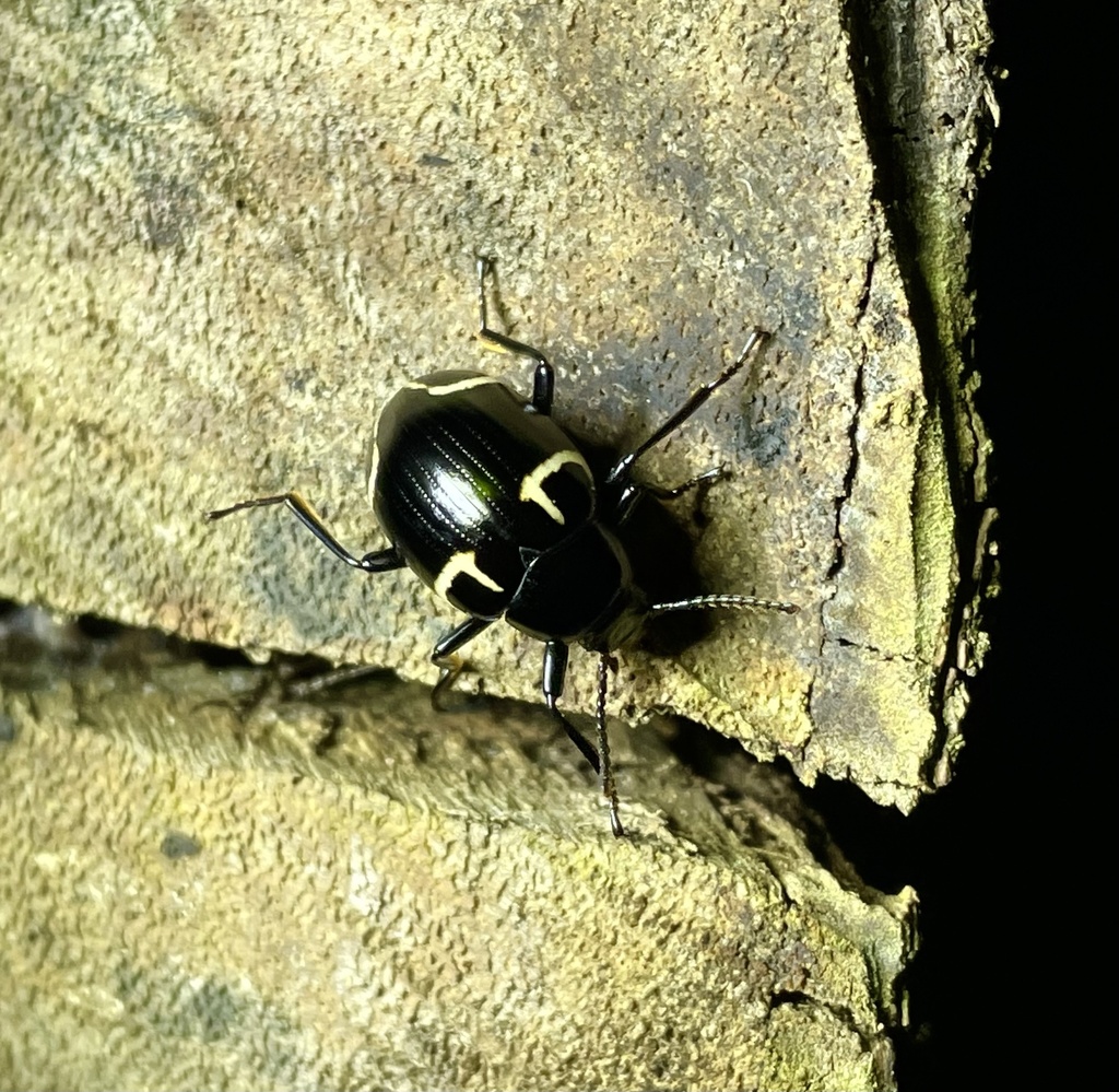 Hypamarygmus figuratus