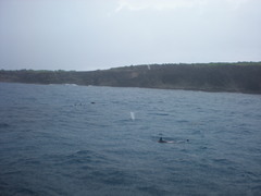 Stenella longirostris