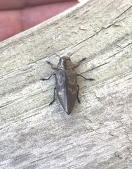 Actenodes calcaratus