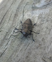 Actenodes calcaratus