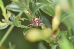 Philodromus cespitum