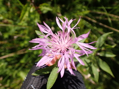 Centaurea