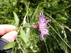 Centaurea